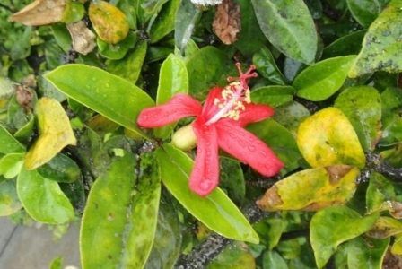 ハワイの植物 3: コキオウラウラ