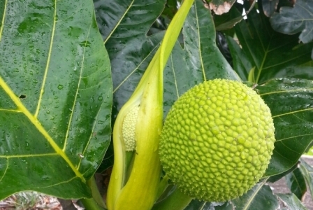 ハワイの植物 1: ウル