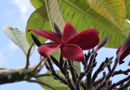ハワイの植物 7：　プルメリア（赤紫）