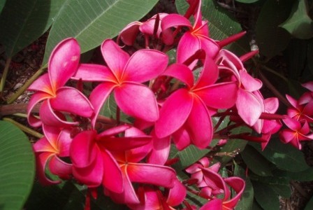 ハワイの植物 8：　プルメリア（濃ピンク＆白黄）