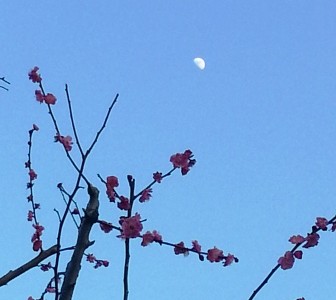 梅の花と上弦の月（＋１日）