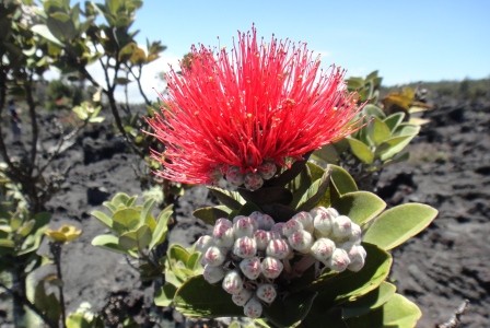 ハワイの植物 9：　レフア ＆ フラワーエッセンス