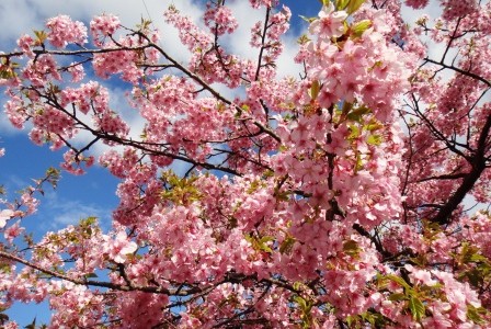 河津桜が終わると春本番