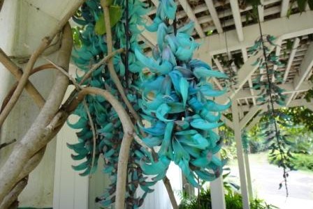 ハワイの植物 10：　ヒスイカズラ