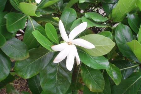 ハワイの植物 19:　ティアレ