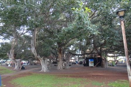 ハワイの植物 24:　バニヤンツリー