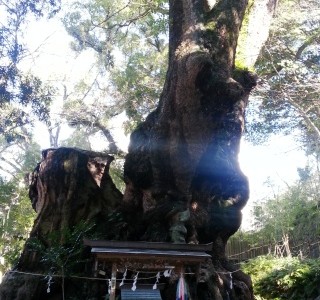 先日、親と一緒に熱海＆来宮神社に行ってきました！