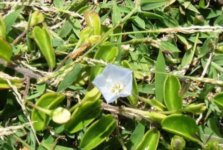 ハワイの植物 28: パウ・オ・ヒイアカ