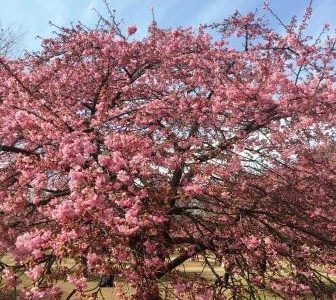 河津桜の季節　＆　カメハメハ大王が余生を過ごしたカマカホヌ☆彡