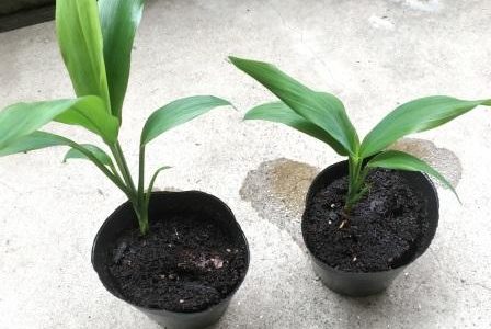 【オンライン】「ALOHA&PONOホリスティック・ケア」ティ苗を教材。ハワイの植物の癒しについて学びましょう☆彡