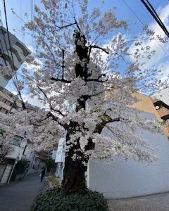 桜が満開＼(^o^)／　＆　アンティー・モコのひとり言：大人女性のみなさんへ。これからが人生本番です☆彡