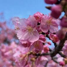 無料メルマガ配信しました。ぜひご登録くださいね☆彡　＆　「わたしも行動する！」宣言＼(^o^)／