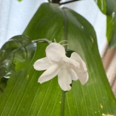 ピカケの花が咲きました～～＼(^o^)／　＆　プライベート・レッスン。素敵な大人女性のこれからが楽しみ！