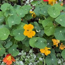 5/31「第９回ホクラニ・コングレス」開催します！　ホクラニの生徒のみなさま、ぜひご参加くださいね☆彡