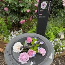 バラの季節♡　四季の香ローズ・ガーデン☆彡