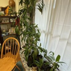 ティの鉢、8個の植え替えをしました～～＼(^o^)／　