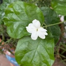 「ホメオパシー基礎講座」自分と家族のために、一生の宝物となります! & 介護で大変な大人女性のみなさまへ☆彡 「ホメオパシー基礎講座」自分と家族のために、一生の宝物となります! & 介護で大変な大人女性のみなさまへ☆彡