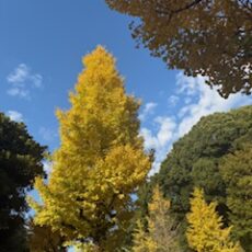 今度は喉風邪。のど飴と水分で喉をうるおす！　＆　