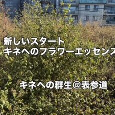 今日はHRNフラワーエッセンスLevel-2、修了おめでとうございます＼(^o^)／