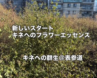 今日はHRNフラワーエッセンスLevel-2、修了おめでとうございます\(^o^)/ 今日はHRNフラワーエッセンスLevel-2、修了おめでとうございます\(^o^)/